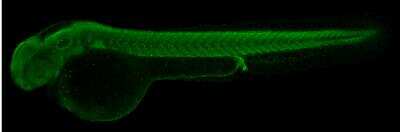 Immunohistochemistry Whole-Mount: Histone H3 [Trimethyl Lys27] Antibody [NBP2-16840]